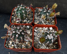 Load image into Gallery viewer, Echinocereus viridiflorus
