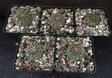 Load image into Gallery viewer, Echinocereus pulchellus var. acanthosetus