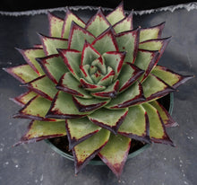 Load image into Gallery viewer, Echeveria agavoides 'Ebony'