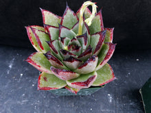 Load image into Gallery viewer, Echeveria agavoides 'Ebony'