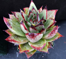 Load image into Gallery viewer, Echeveria agavoides 'Ebony'