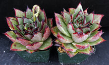 Load image into Gallery viewer, Echeveria agavoides 'Ebony'