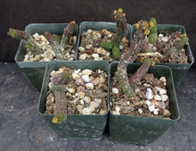 Load image into Gallery viewer, Echidnopsis cereformis Yellow form