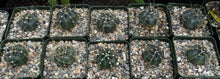 Load image into Gallery viewer, Echinocereus knippelianus