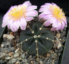 Load image into Gallery viewer, Echinocereus knippelianus