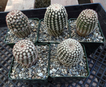 Load image into Gallery viewer, Echinocereus reichenbachii var. minor