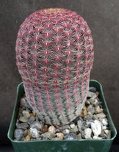 Load image into Gallery viewer, Echinocereus rigidissimus v. rubispinus
