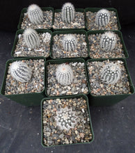 Load image into Gallery viewer, Echinocereus reichenbachii v. albispinus