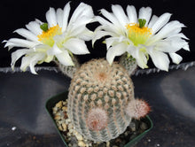 Load image into Gallery viewer, Echinocereus rigidissimus v. albiflorus