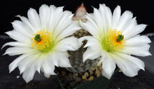 Load image into Gallery viewer, Echinocereus rigidissimus v. albiflorus