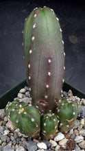 Load image into Gallery viewer, Echinocereus scheeri ssp. gentryi