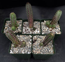 Load image into Gallery viewer, Echinocereus scheeri ssp. gentryi