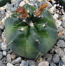 Load image into Gallery viewer, Echinocereus knippelianus