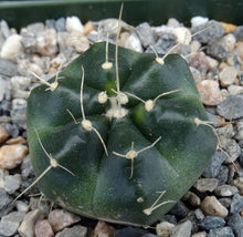 Load image into Gallery viewer, Echinocereus knippelianus