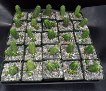 Load image into Gallery viewer, Echinocereus morricalii