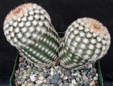 Load image into Gallery viewer, Echinocereus reichenbachii var. minor *Two headed specimens!*
