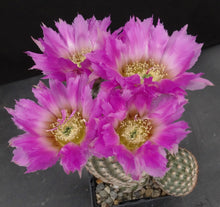 Load image into Gallery viewer, Echinocereus reichenbachii var. minor