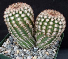 Load image into Gallery viewer, Echinocereus reichenbachii var. minor *Two headed specimens!*
