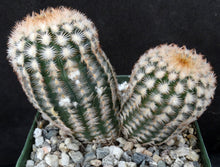 Load image into Gallery viewer, Echinocereus reichenbachii var. minor *Two headed specimens!*