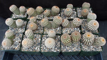 Load image into Gallery viewer, Echinocereus reichenbachii var. minor *Two headed specimens!*