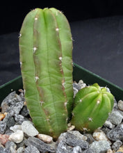 Load image into Gallery viewer, Echinocereus morricalii