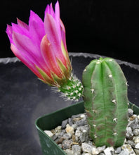 Load image into Gallery viewer, Echinocereus morricalii
