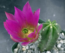 Load image into Gallery viewer, Echinocereus morricalii