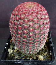 Load image into Gallery viewer, Echinocereus rigidissimus v. rubispinus
