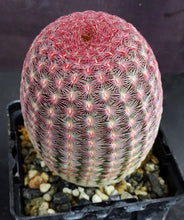Load image into Gallery viewer, Echinocereus rigidissimus v. rubispinus