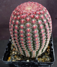 Load image into Gallery viewer, Echinocereus rigidissimus v. rubispinus