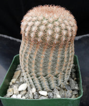Load image into Gallery viewer, Echinocereus rigidissimus v. albiflorus