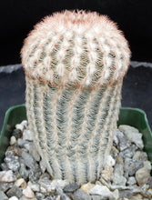 Load image into Gallery viewer, Echinocereus rigidissimus v. albiflorus