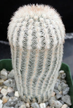Load image into Gallery viewer, Echinocereus rigidissimus v. albiflorus