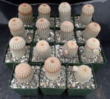 Load image into Gallery viewer, Echinocereus rigidissimus v. albiflorus
