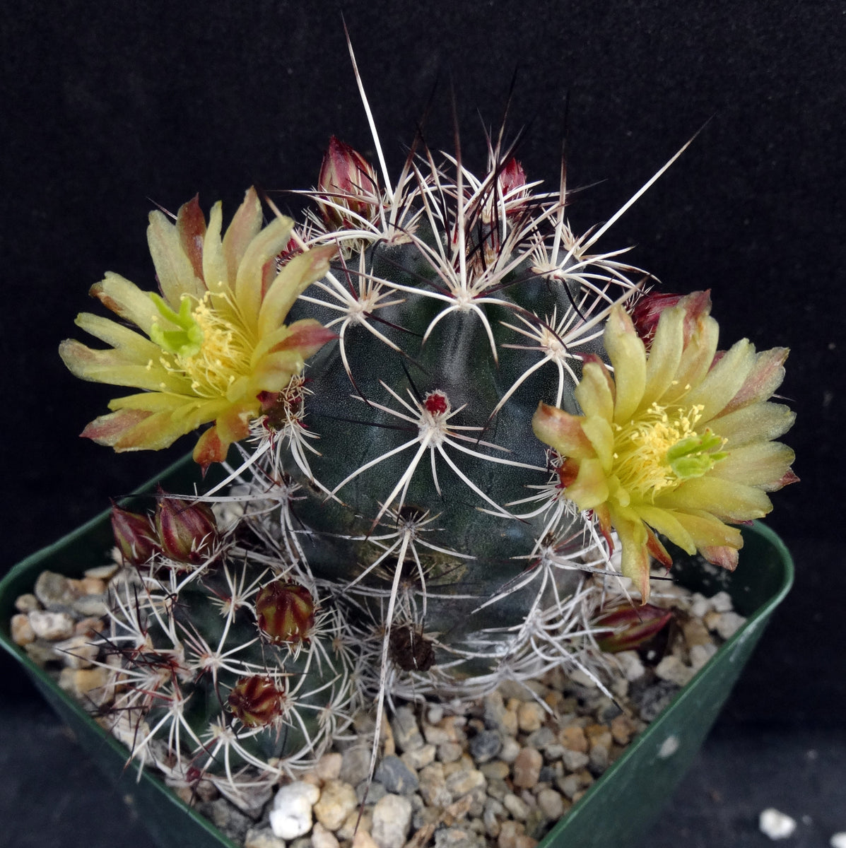 echinocereus viridiflorus Echinocereus viridiflorus – Kyle's Plants