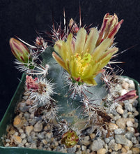 Load image into Gallery viewer, Echinocereus viridiflorus