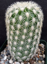 Load image into Gallery viewer, Echinocereus websterianus