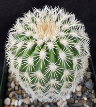 Load image into Gallery viewer, Echinocereus websterianus