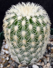 Load image into Gallery viewer, Echinocereus websterianus