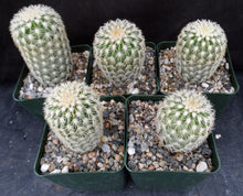 Load image into Gallery viewer, Echinocereus websterianus