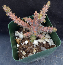 Load image into Gallery viewer, Edithcolea grandis