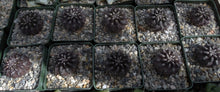 Load image into Gallery viewer, Eriosyce crispa v. huascensis
