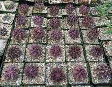 Load image into Gallery viewer, Eriosyce heinrichiana (Neochilenia jussieui)