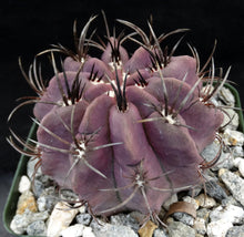 Load image into Gallery viewer, Eriosyce heinrichiana (Neochilenia jussieui)