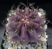 Load image into Gallery viewer, Eriosyce heinrichiana (Neochilenia jussieui)