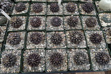 Load image into Gallery viewer, Eriosyce setosiflora