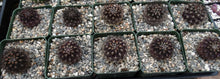 Load image into Gallery viewer, Eriosyce villosa *Purple cactus w/ pink flowers*
