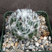 Load image into Gallery viewer, Eriosyce floccosa