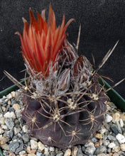 Load image into Gallery viewer, Eriosyce crispa v. huascensis