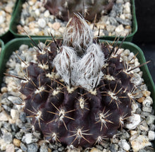 Load image into Gallery viewer, Eriosyce crispa v. huascensis